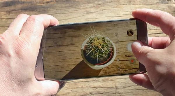 Taking a photo with smartphone on cactus — ストック写真