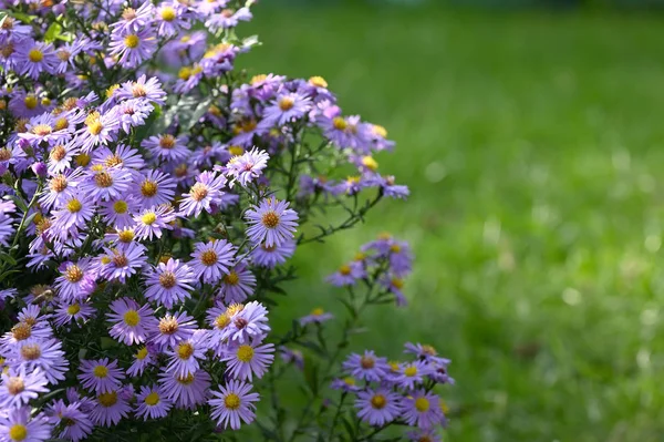 Fioletowe kwiaty Aster (Little Carlow) — Zdjęcie stockowe
