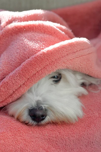 Maltese hond onder deken — Stockfoto