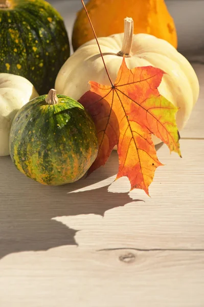 Folhas de bordo de outono com abóboras em madeira branca — Fotografia de Stock