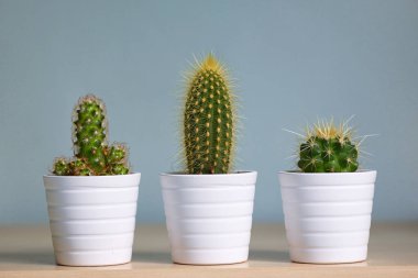 Small decorative cactus in pot clipart