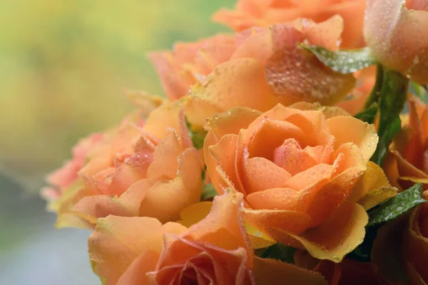 Roses anglaises orange — Photo