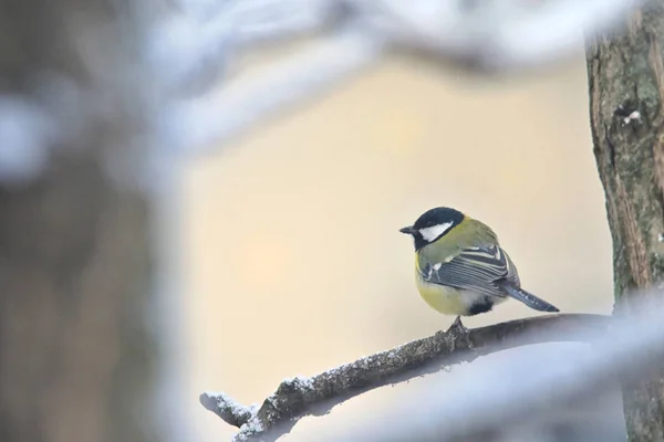 Great Tit Sits On  Branches — Stock Photo, Image