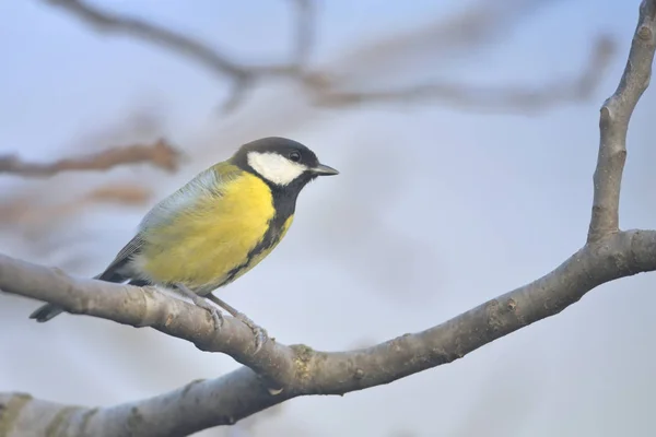 Great Tit Sits On Branches — Stock Photo, Image
