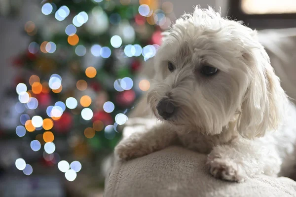 マルタ犬とクリスマスライト — ストック写真