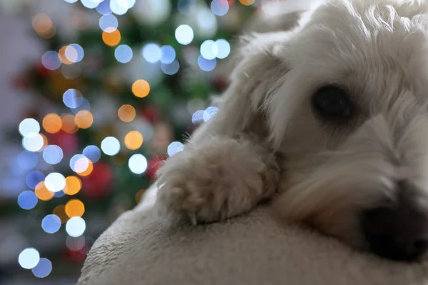 Maltês cão e luzes de Natal — Fotografia de Stock