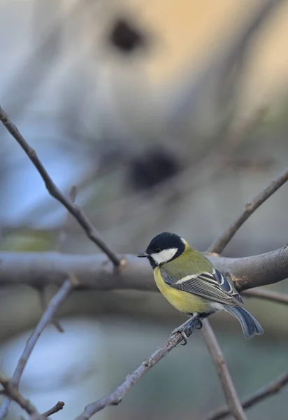 Great Tit Bird On A Branch — Stock Photo, Image