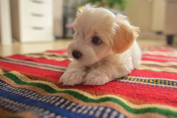 Lindo perro maltezer que pone en la alfombra —  Fotos de Stock