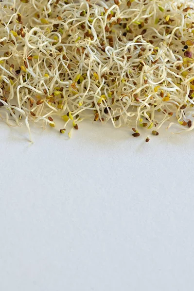 Closeup of Alfalfa Sprouts — Stock Photo, Image