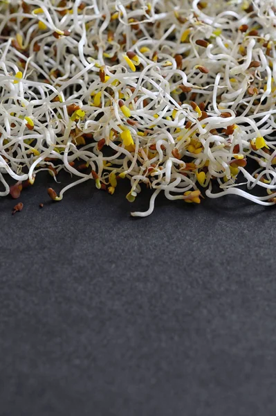 Closeup of Alfalfa Sprouts — Stock Photo, Image