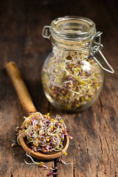 Brotes de alfalfa cruda —  Fotos de Stock