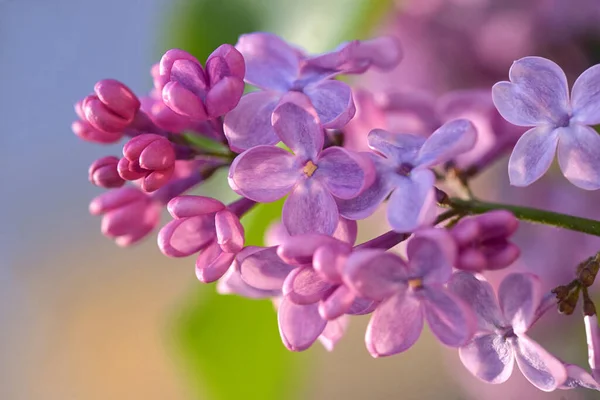 Macro of spring lilac violet flowers — Stock Photo, Image