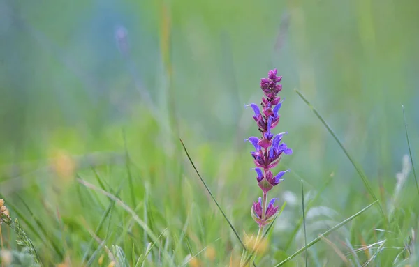 Pojedynczy fioletowy kwiat na polu — Zdjęcie stockowe