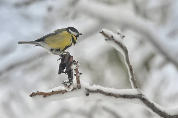 Great Tit In Winter — Stock Photo, Image