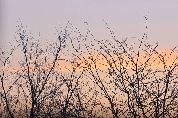 Silhouette Baum Brunch — Stockfoto