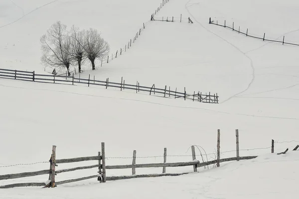 Árboles aislados y valla en la nieve —  Fotos de Stock