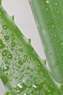 Aloe Vera Bitki ve Su Damlaları