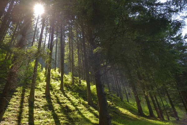 Raios Sol Através Das Árvores Verdes Floresta — Fotografia de Stock