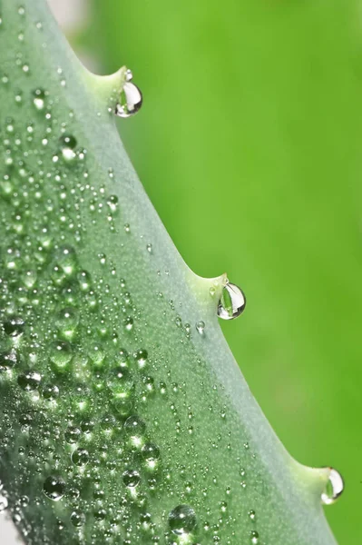 Aloe Vera Plant Vízcseppek — Stock Fotó