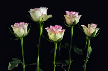 Siyah arka planda bir buket gül.