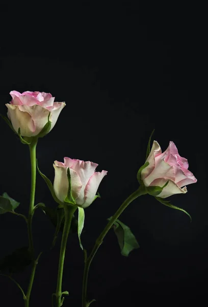 Kytice Růží Černém Pozadí — Stock fotografie