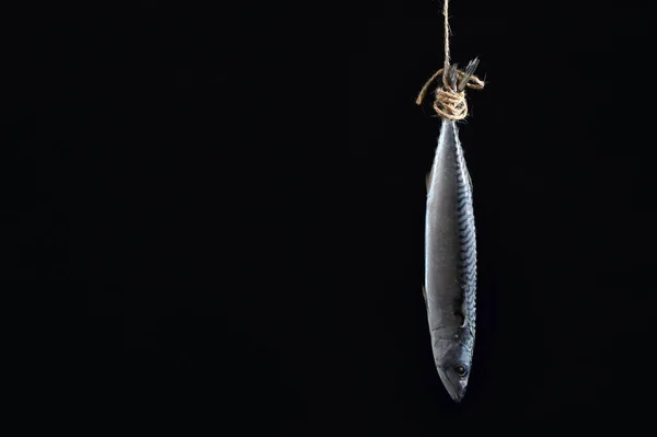 Pescado Caballa Ahumado Con Cuerda Aislada Sobre Fondo Negro —  Fotos de Stock