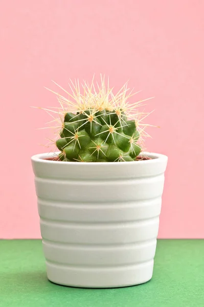 Single Kaktus Växter Rosa Papper Bakgrund — Stockfoto