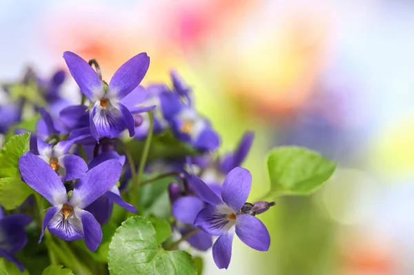 Szczegóły Dotyczące Fiołków Viola Odorata Wazonie — Zdjęcie stockowe