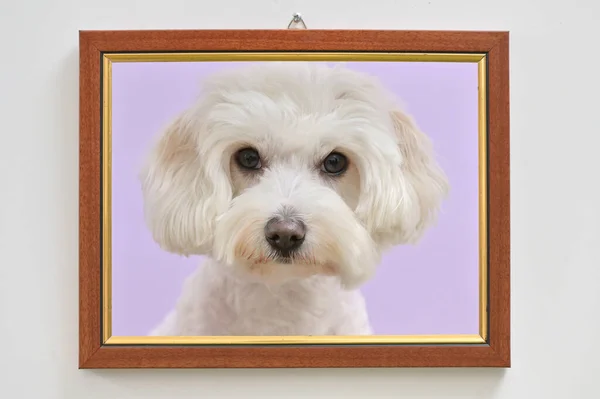 Volwassen Maltese Hond Een Fotolijstje — Stockfoto