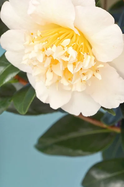 Větev Camellia Theaceae Květem — Stock fotografie