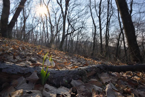 Primeira Primavera Flores Gotas Neve Floresta Luz Solar — Fotografia de Stock