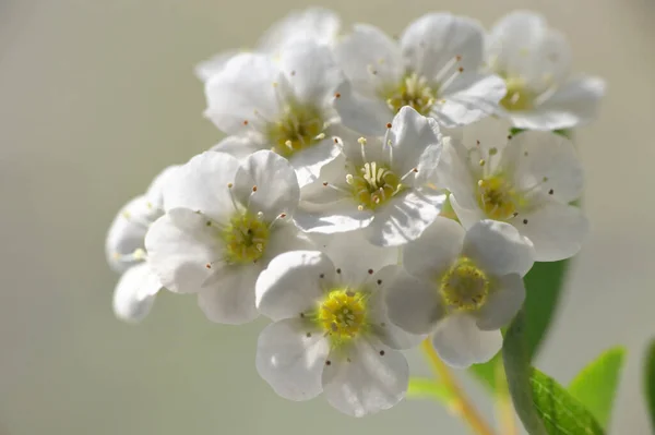 Closeup White Spiraea Floração Natureza — Fotografia de Stock