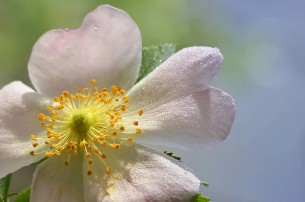 森の中のピンク色の野生のバラの花 Rosa Canina — ストック写真