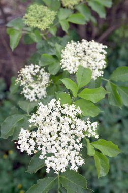 İlkbahar Kapanışı Çalının Üzerinde Yaşlı Çiçekler