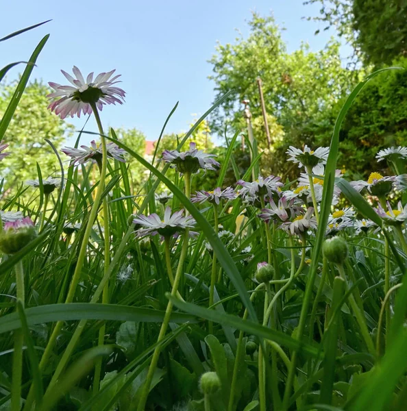 Bunch Common Daisy Flowers Garrden — Stock Photo, Image