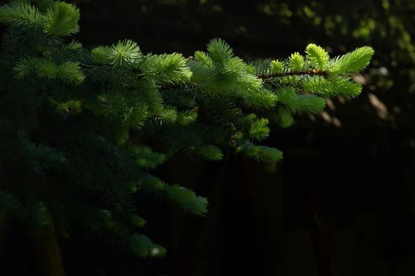 Gałęzie Sosny Promienie Słoneczne Porannym Lesie — Zdjęcie stockowe