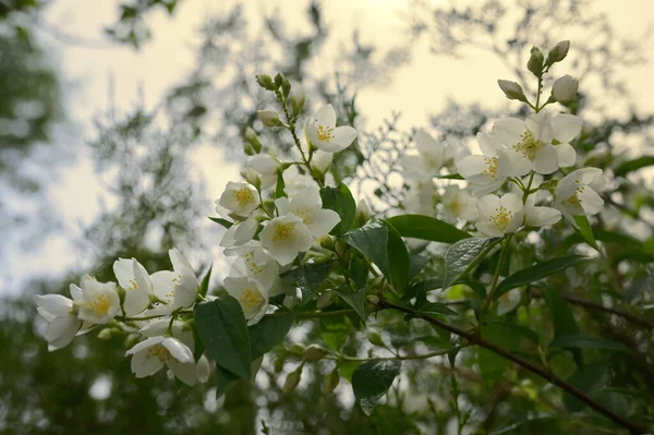 Primavera Jasmim Flor Atirar Jardim Contra Sol — Fotografia de Stock