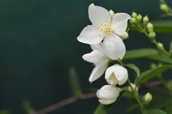 Spring Jasmine Flower Shoot Natural Background — Stock Photo, Image