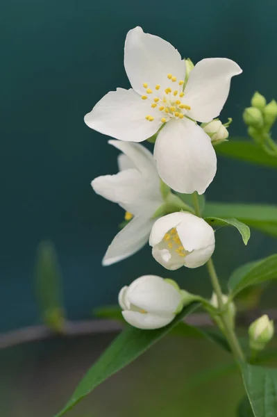 Spring Jasmin Blomma Skjuta Naturlig Bakgrund — Stockfoto