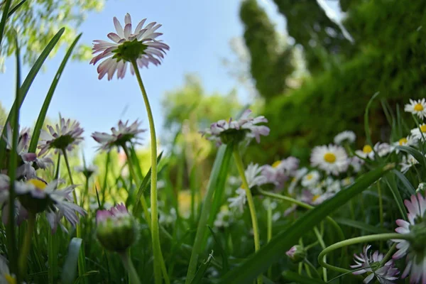 Ein Bündel Gänseblümchen Garrden — Stockfoto