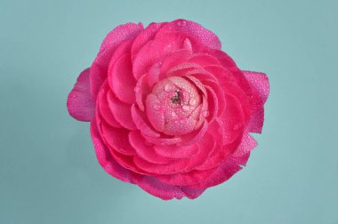 Kırmızı Şakayık Çiçeği Yakın plan ve Su Damlaları