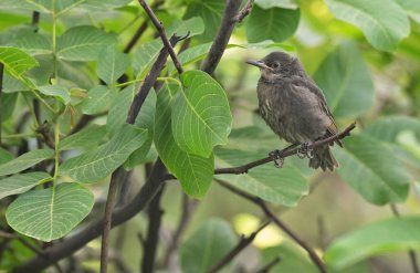 Yavru bir Karatavuğun Kapanışı (Turdus merula)