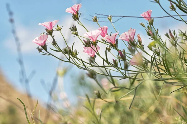 Convolvulus Arvensis Kwiaty Polu Deszczu — Zdjęcie stockowe