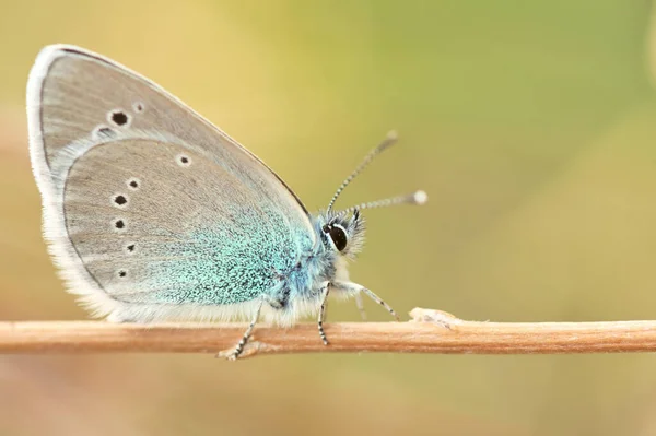 Glaucopsyche Alexis Papillon Bleu Sous Face Verte Famille Des Lycaenidae — Photo