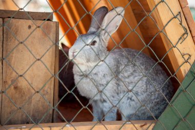 Tavşan kılavuz oturmak yukarıya atış fotoğraf kapatmak