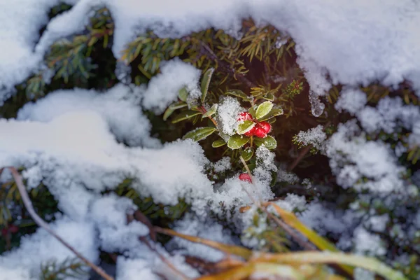 Cranberry in winter, plant covered with snow and ice — Stock Photo, Image