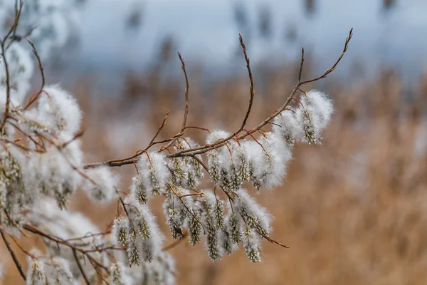 Geç sonbaharda willow dal — Stok fotoğraf