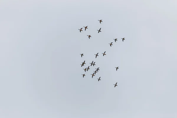 Зграя качок, що летять у небі — стокове фото