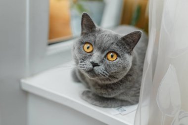 Gri stenografi İngiliz kedi ev iç parlak sarı şaşırmış gözlerle portresi