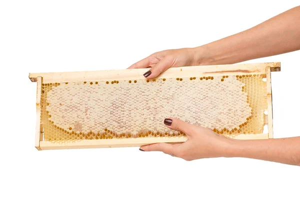 Женские руки с маникюром держа медовый сотовый деревянный каркас со свежим натуральным медом — стоковое фото